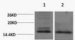 Histone H4K59me2 (H4K59 Dimethyl) Polyclonal Antibody