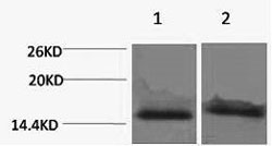 Histone H4K59me3 (H4K59 Trimethyl) Polyclonal Antibody