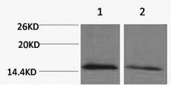 Histone H4K79me1 (H4K79 Monomethyl) Polyclonal Antibody