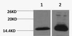 Histone H4K79me2 (H4K79 Dimethyl) Polyclonal Antibody