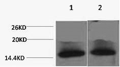 Histone H4K79me3 (H4K79 Trimethyl) Polyclonal Antibody