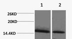 Histone H1K25me1 (H1K25 Monomethyl) Polyclonal Antibody