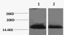 Histone H1K25me2 (H1K25 Dimethyl) Polyclonal Antibody