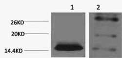 Histone H2BK5me2 (H2BK5 Dimethyl) Polyclonal Antibody