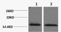 Histone H2BK43me3 (H2BK43 Trimethyl) Polyclonal Antibody
