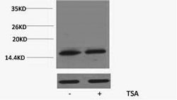 Histone H3K79ac (Acetyl H3K79) Polyclonal Antibody