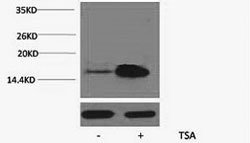 Histone H2AK5ac (Acetyl H2AK5) Polyclonal Antibody