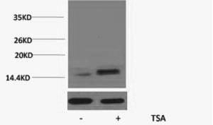 Histone H2A.ZK7ac (Acetyl H2A.ZK7) Polyclonal Antibody