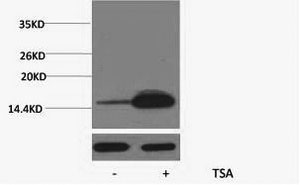 Histone H2BK12ac (Acetyl H2BK12) Polyclonal Antibody