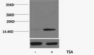 Histone H2BK20ac (Acetyl H2BK20) Polyclonal Antibody