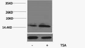 Histone H2BK23ac (Acetyl H2BK23) Polyclonal Antibody