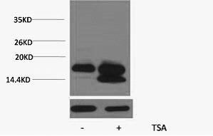 Histone H4K5ac (Acetyl H4K5) Polyclonal Antibody