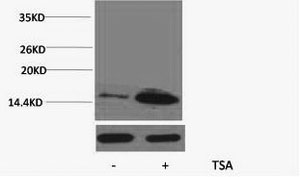 Histone H4K12ac (Acetyl H4K12) Polyclonal Antibody