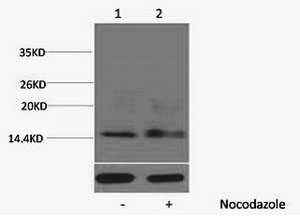 Phospho Histone H1 (Ser1) Polyclonal Antibody