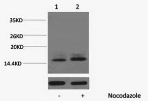 Phospho Histone H1 (Thr3) Polyclonal Antibody