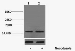 Phospho Histone H1 (Thr17) Polyclonal Antibody