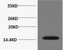 Phospho Histone H2A.X (Thr120) Polyclonal Antibody