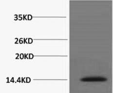 Phospho Histone H2A.X (Ser139) Polyclonal Antibody