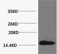 Phospho Histone H2A.X (Tyr142) Polyclonal Antibody