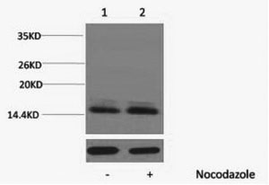 Phospho Histone H2B (Ser14) Polyclonal Antibody