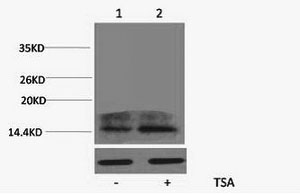 Histone H2A.ZK4ac (Acetyl H2A.ZK4) Polyclonal Antibody