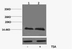 Histone H2BK5ac (Acetyl H2BK5) Polyclonal Antibody