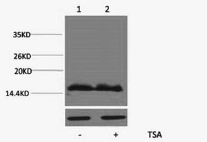 Histone H4K91ac (Acetyl H4K91) Polyclonal Antibody