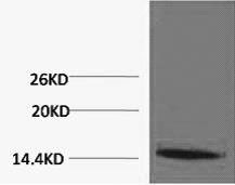 Histone H1K25me3 (H1K25 Trimethyl) Polyclonal Antibody