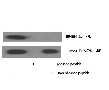 Histone H3.3 Polyclonal Antibody