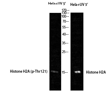 Phospho Histone H2A (T121) Polyclonal Antibody