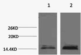 Histone H3K18me1 (H3K18 Monomethyl) Polyclonal Antibody