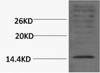 Histone H3K18me2 (H3K18 Dimethyl) Polyclonal Antibody