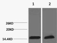 Histone H3K18me3 (H3K18 Trimethyl) Polyclonal Antibody
