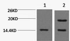 Histone H2A.Z Polyclonal Antibody