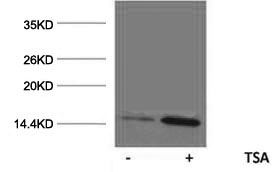 Histone H2AK9ac (Acetyl H2AK9) Polyclonal Antibody