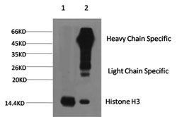 Histone H3 Monoclonal Antibody [1G1]