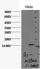 Histone H3K79me2 (H3K79 Dimethyl) Monoclonal Antibody [Q7]