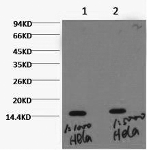 Histone H3K36me3 (H3K36 Trimethyl) Monoclonal Antibody [Q12]