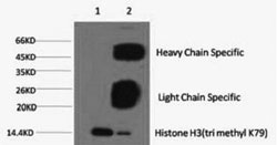 Histone H3K79me3 (H3K79 Trimethyl) Monoclonal Antibody [3G3]