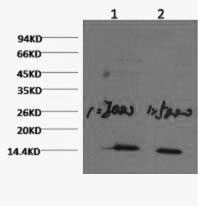 Histone H3K79me1 (H3K79 Monomethyl) Monoclonal Antibody [1C2]