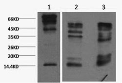 Histone H3K9me3 (H3K9 Trimethyl) Monoclonal Antibody [2C3]