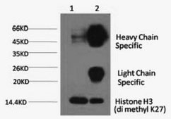 Histone H3K27me2 (H3K27 Dimethyl) Monoclonal Antibody [3B12]