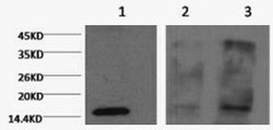 Histone H3K4me3 (H3K4 Trimethyl) Monoclonal Antibody [2E11]