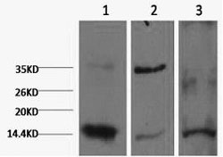 Histone H3K9me2 (H3K9 Dimethyl) Monoclonal Antibody [3C2]