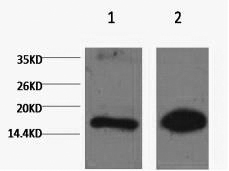 Histone H3K9me1 (H3K9 Monomethyl) Monoclonal Antibody [1E8]