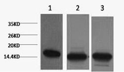 Histone H3K36me2 (H3K36 Dimethyl) Monoclonal Antibody [1E6]