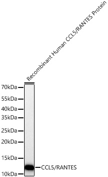 CCL5 Polyclonal Antibody