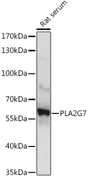 PLA2G7 Polyclonal Antibody