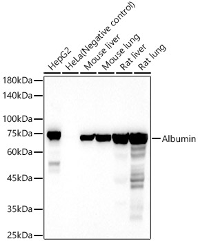 Albumin Polyclonal Antibody