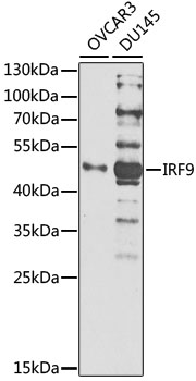 IRF9 Polyclonal Antibody